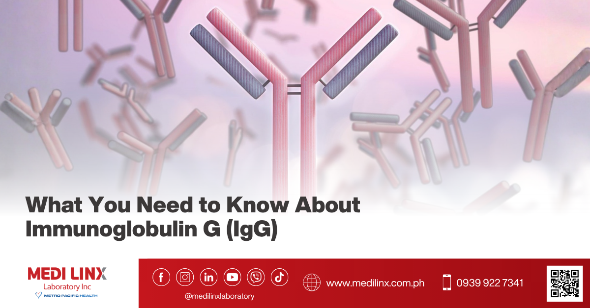 Immunoglobulin G (IgG)